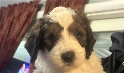 <%$ Resources:Resource, Classifieds %> - Image2