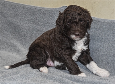 <%$ Resources:Resource, Classifieds %> - Image5