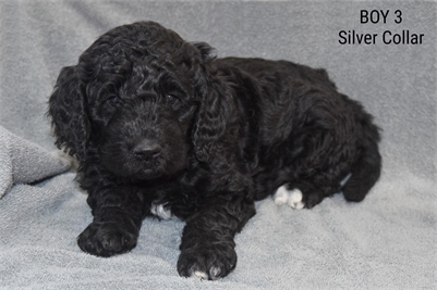 <%$ Resources:Resource, Classifieds %> - Image3