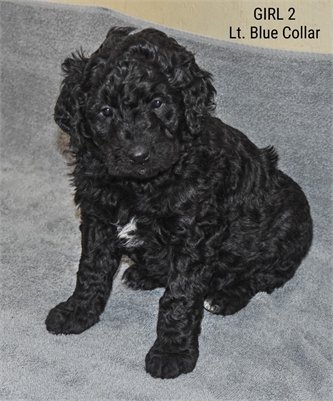 <%$ Resources:Resource, Classifieds %> - Image5