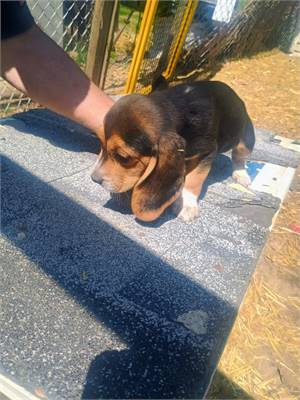 <%$ Resources:Resource, Classifieds %> - Image3