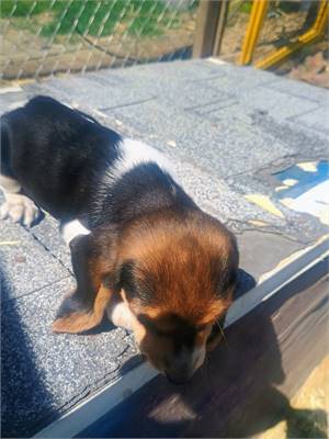 <%$ Resources:Resource, Classifieds %> - Image4