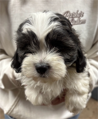 <%$ Resources:Resource, Classifieds %> - Image2