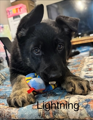 <%$ Resources:Resource, Classifieds %> - Image3