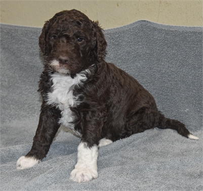 <%$ Resources:Resource, Classifieds %> - Image4